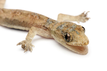 Young Gecko