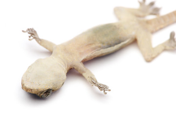 Death Gecko