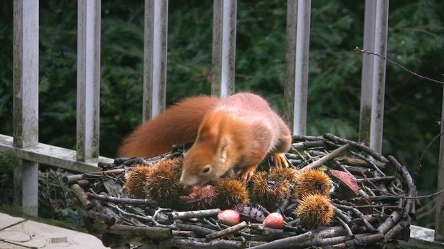 Eichh&ouml;rnchen findet Haselnuss