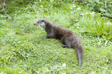 Eurasian Otter relaxing on the river bank