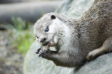 Asian Short Clawed Otter eating on a log