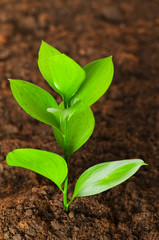 New life concept - green seedling growing out of soil