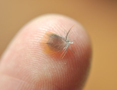 Feder auf einem Finger