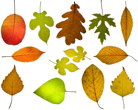 Set of different autumnal leaves