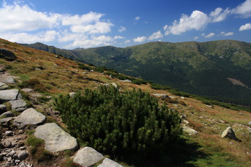 Fototapeta na wymiar zarośla sosny w Niskich Tatrach