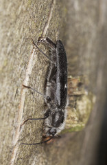 Old house borer (Hylotrupes bajulus) laying eggs on wood.