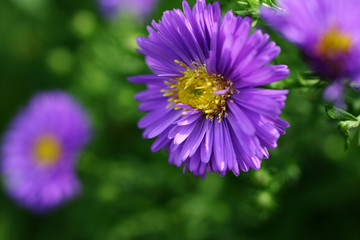 aster