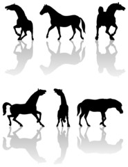 Illustration of horses silhouettes