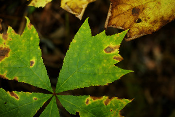 枯れ葉イメージ２