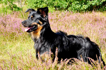 Shepherd hält Ausschau