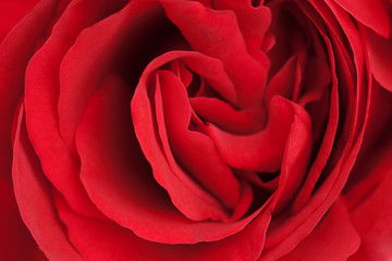 Fototapeta na wymiar red rose flower close-up shot