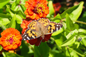 Small tortoiseshell butterfly on  zinnia flower