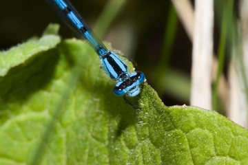 Common Blue Damselfly