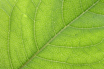 leaf texture