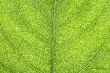 leaf texture
