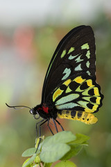 Green Birdwing Butterfly