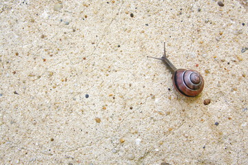 Snail