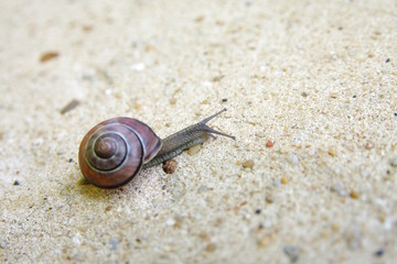 Snail