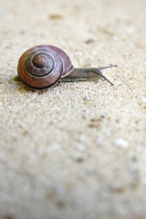 Snail