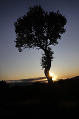 Nordic Birch on Sunrise