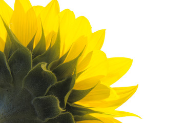 sunflower isolated