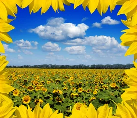 Papier peint photo autocollant rond Tournesol sunflower field with frame