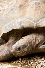 Fototapeta premium Giant Tortoise