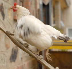 poule