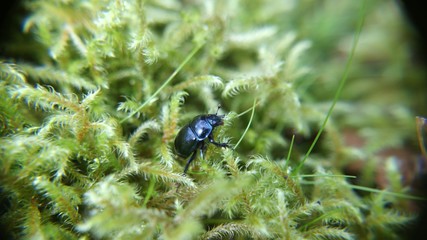 Black beetle