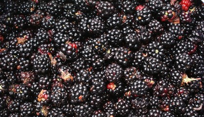 Blackberries