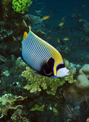 Fototapeta na wymiar Emperor Angelfish