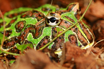 ornate horned frog