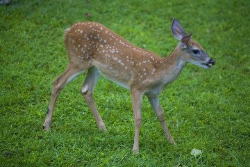 early fawn