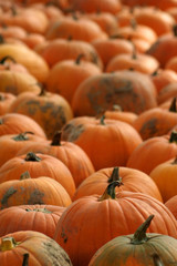 Pumpkin background