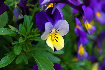 fleur 7 © Lydie Signat