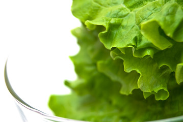 leaves of lettuce