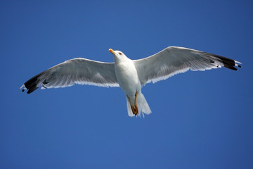 Close-up of seagull
