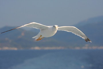 Close-up of seagull