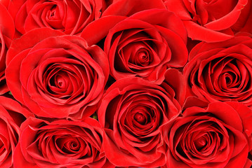 Obraz premium Red roses background