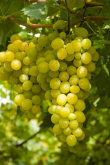 White grapes 5