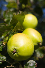 Closeup of apples hanging in a tree