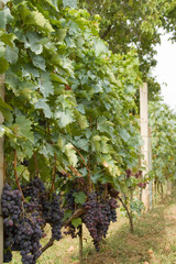 Fototapeta na wymiar Black grapes 7