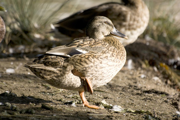 patos