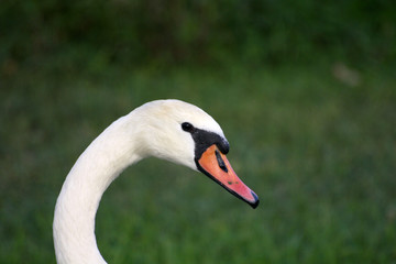 cisnes