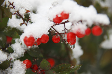 雪と赤い実