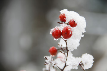 雪と赤い実