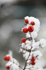 雪と赤い実
