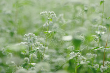 クモの巣と蕎麦の花
