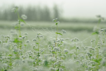 朝霧のそば畑