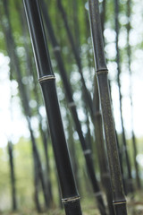 黒竹